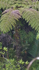 Cyathea cooperi