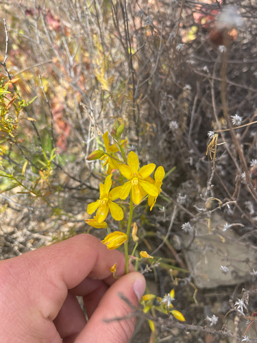 Yellow Ladieshand (Cyanella lutea)