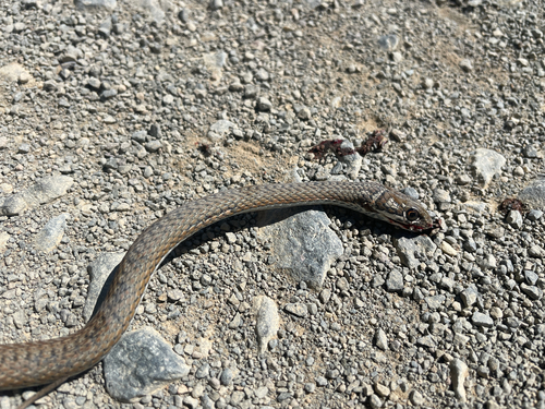 Karoo Sand Snake