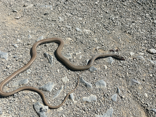 Karoo Sand Snake