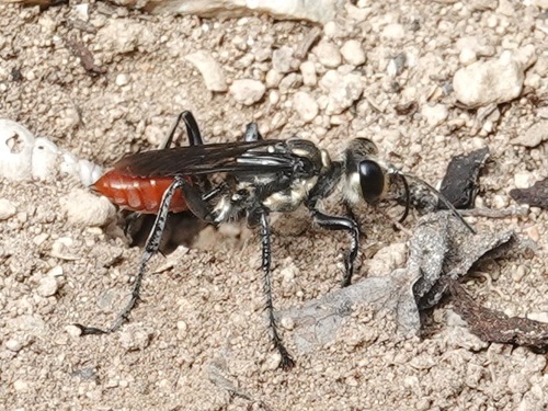 Prionyx thomae observed 2026-01-18