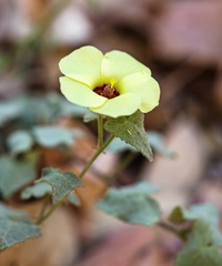 Pavonia cancellata