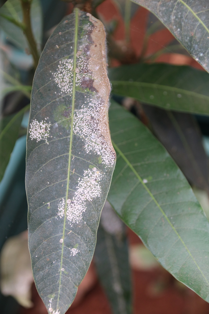 White Mango Scale from Kasarani, Nairobi, Kenya on June 21, 2025 at 01: ...