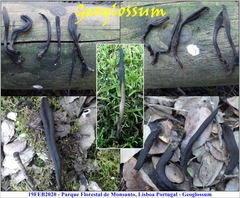 Geoglossum brunneipes