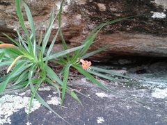 Barbacenia tomentosa