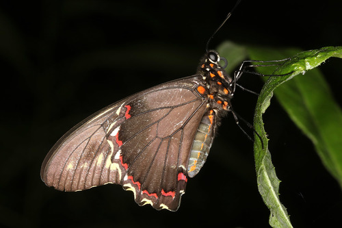 Polydamas Swallowtail