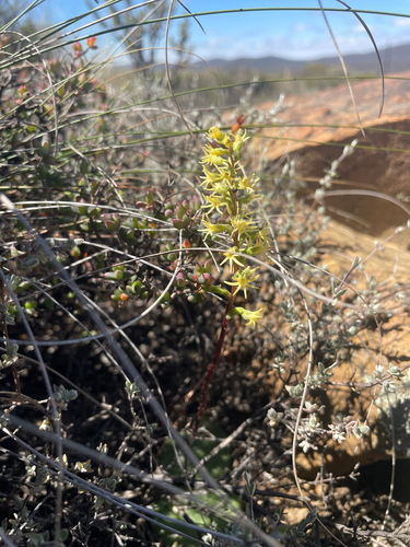 Yellow Hair Orchid (Holothrix secunda)