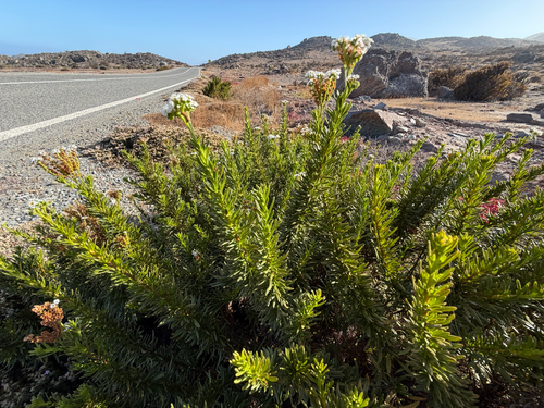 Heliotropium stenophyllum, photograph 6