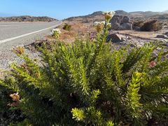 Heliotropium stenophyllum, photograph (c) Cody Hinchliff, some rights reserved (CC BY)