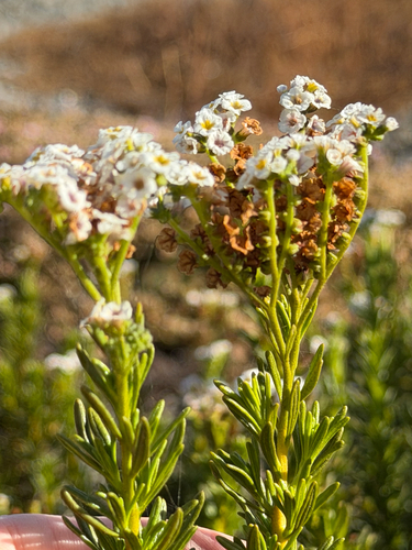 Heliotropium stenophyllum, photograph 2