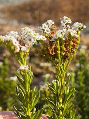Heliotropium stenophyllum, photograph (c) Cody Hinchliff, some rights reserved (CC BY)