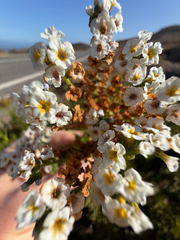 Heliotropium stenophyllum, photograph (c) Cody Hinchliff, some rights reserved (CC BY)