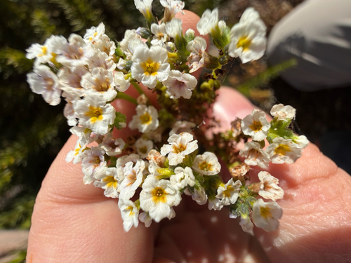 Heliotropium stenophyllum, photograph 4