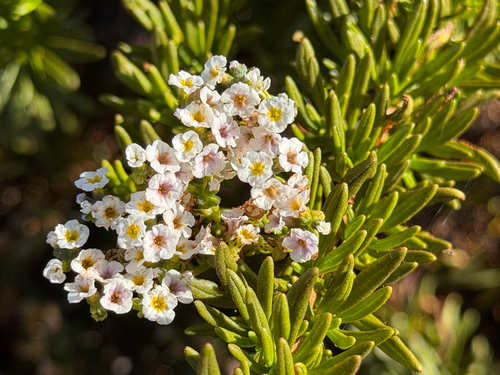 Heliotropium stenophyllum, photograph 1