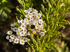 Heliotropium stenophyllum, photograph (c) Cody Hinchliff, some rights reserved (CC BY)