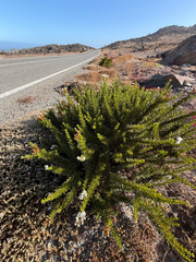 Heliotropium stenophyllum, photograph (c) Cody Hinchliff, some rights reserved (CC BY)
