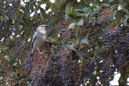 Red-billed Starling