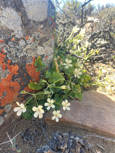 Pelargonium stipulaceum, photograph 5