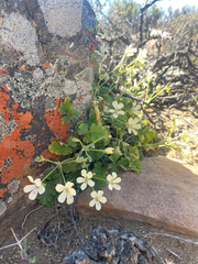 Pelargonium stipulaceum, photograph (c) Justin Ponder, some rights reserved (CC BY)