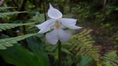 Calanthe sylvatica image