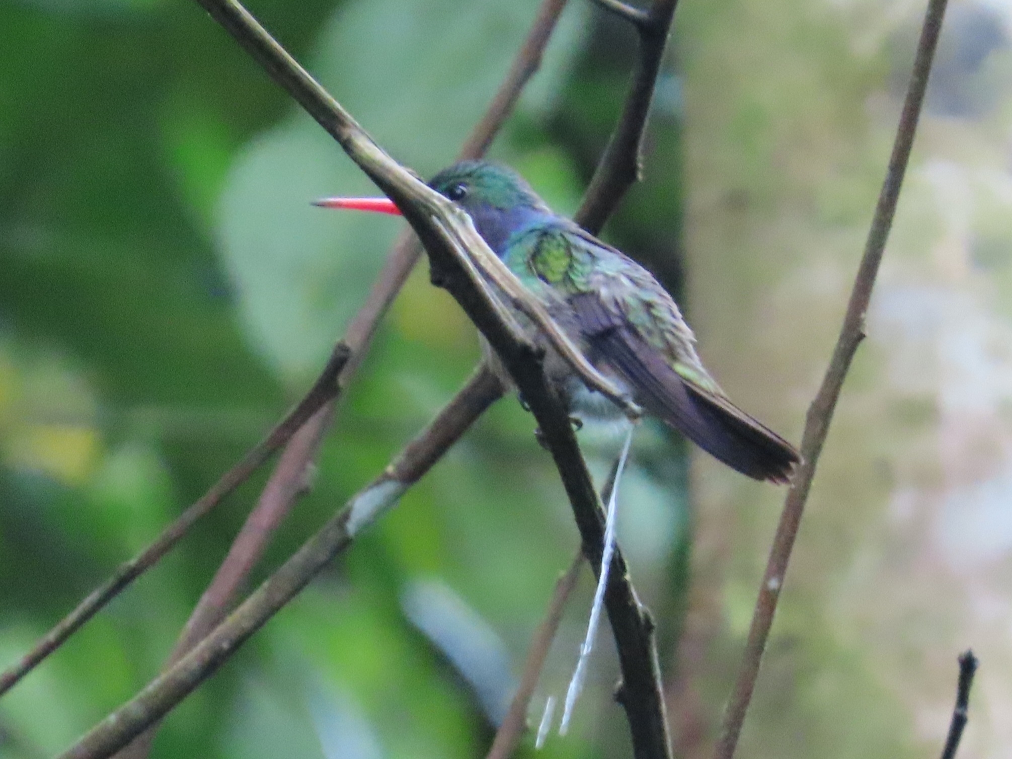 Blue-throated Sapphire (Chlorestes eliciae), photo 8