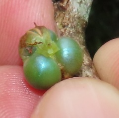 Margaritaria discoidea