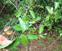 Margaritaria discoidea