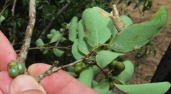 Margaritaria discoidea