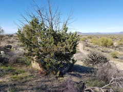 Juniperus arizonica
