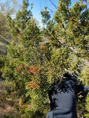 Juniperus arizonica
