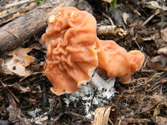 Gyromitra fastigiata