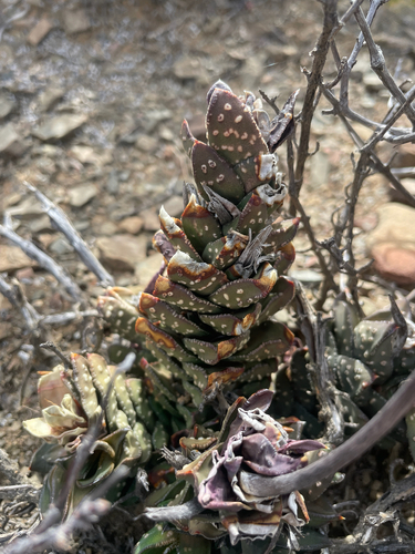 Roggeveld Astroloba (Astroloba bullulata)