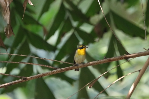 Ryukyu Flycatcher (Ficedula owstoni), photo 5