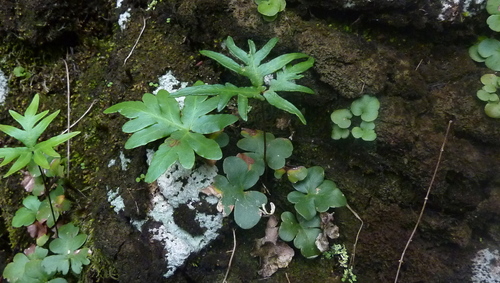 Doryopteris image