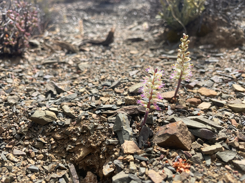 Lachenalia comptonii