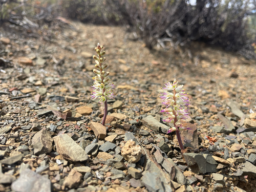 Bottlebrush Viooltjie (Lachenalia comptonii)