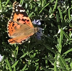 Vanessa cardui