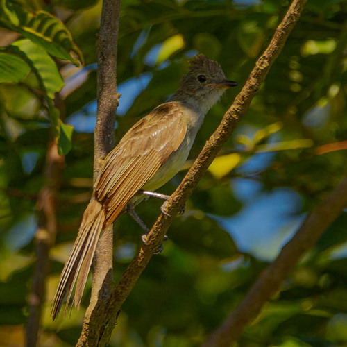 Large Elaenia
