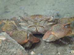 Hemigrapsus takanoi