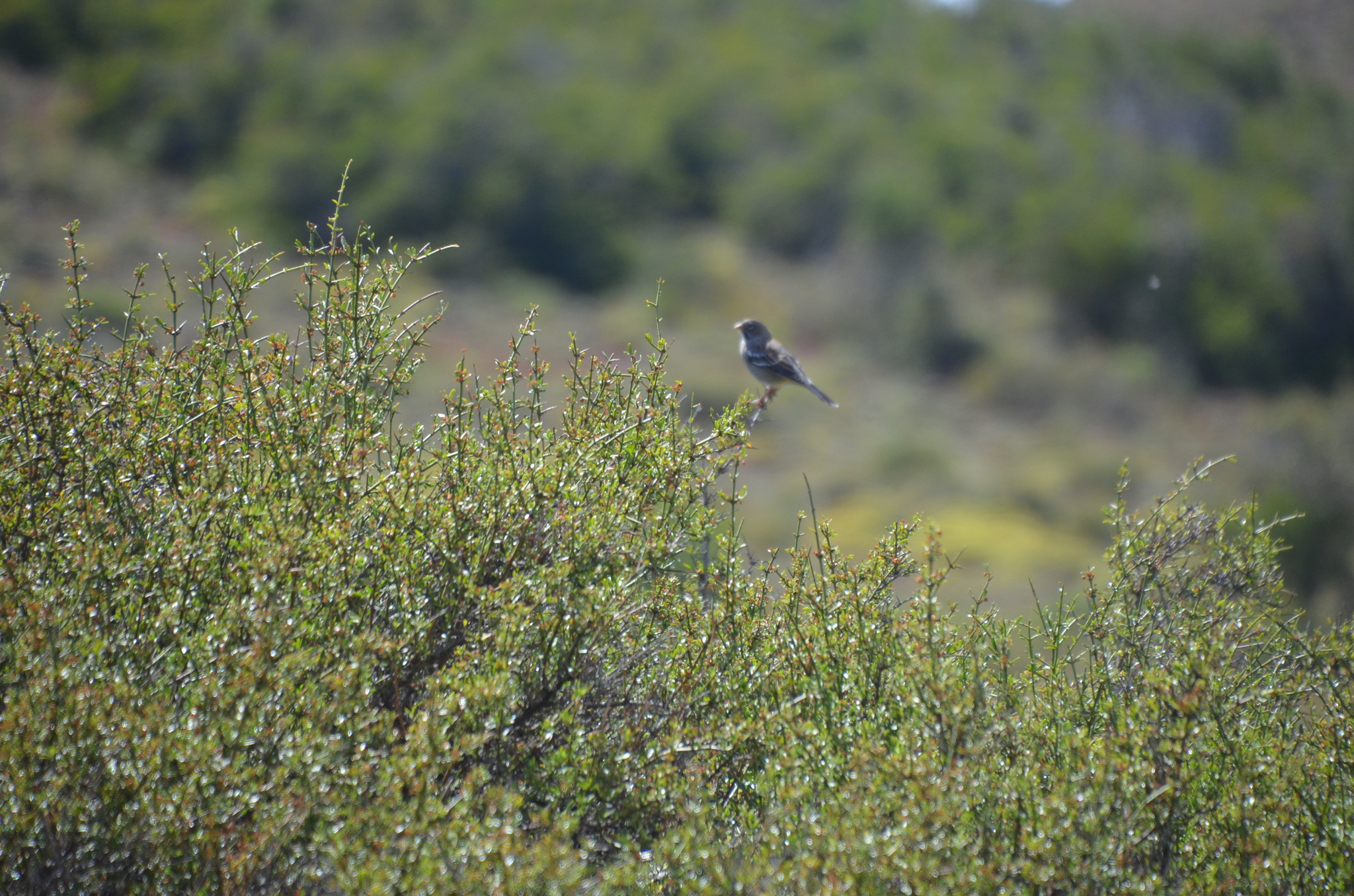 Mourning Sierra Finch (Rhopospina fruticeti), photo 3