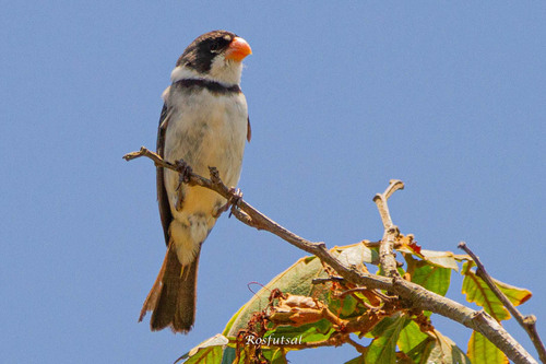 White-throated Seedeater