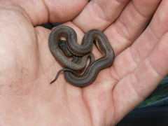 Nerodia clarkii clarkii