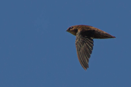 Sick's Swift