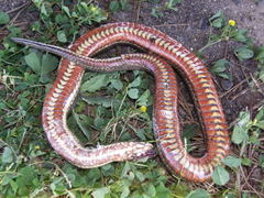 Nerodia clarkii clarkii