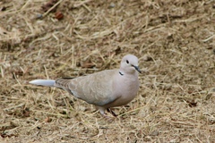 Streptopelia roseogrisea