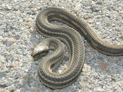 Nerodia clarkii clarkii