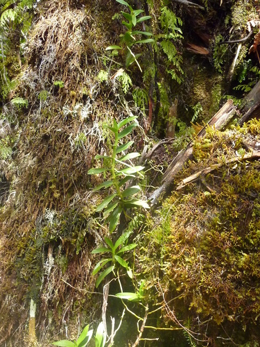 Fragrant Jumellea