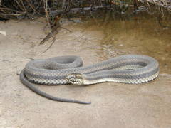 Nerodia clarkii clarkii