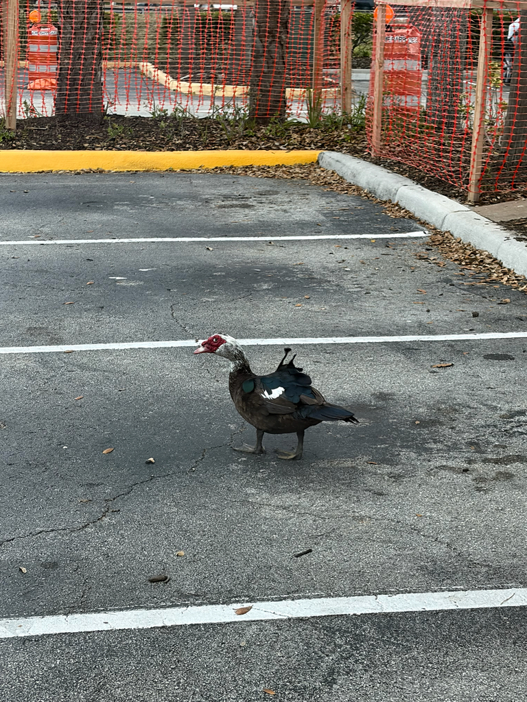 Domestic Muscovy Duck from Glades Rd, Boca Raton, FL, US on February 22 ...