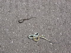 Nerodia clarkii clarkii